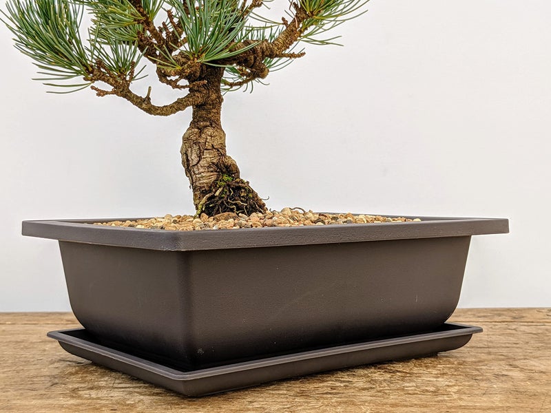Bonsai Outlet أواني تدريب بونساي مع صواني رطوبة - شبكة مدمجة، بني 8 إنش أواني كبيرة + مصنوعة من بولي ريزين المتين المقاوم للكسر، مجموعة من 3 أواني - Image 5